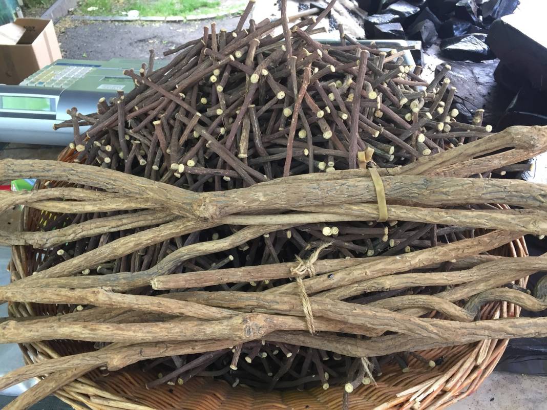 suessholz:-naturheilmittel-und-virenkiller suessholz:-naturheilmittel-und-virenkiller
