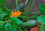 traumgarten-oder-selbstversorger:-neue-buecher-zur-pflanzenwelt traumgarten-oder-selbstversorger:-neue-buecher-zur-pflanzenwelt