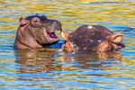 die-lustigsten-tierfotos-des-jahres-–-bis-jetzt die-lustigsten-tierfotos-des-jahres-–-bis-jetzt