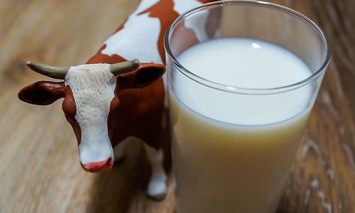 rueckgang-der-milchproduktion-in-oesterreich rueckgang-der-milchproduktion-in-oesterreich