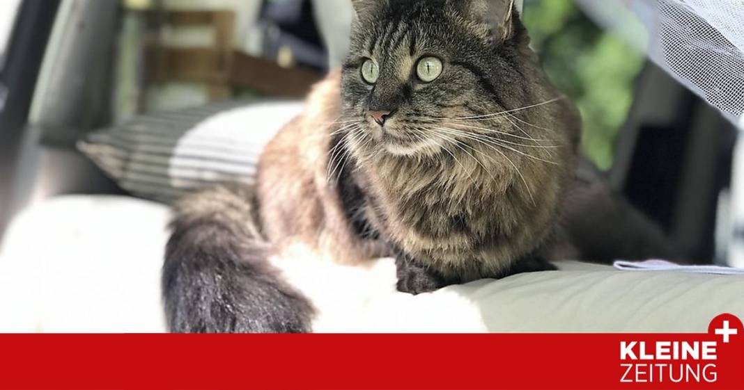 camping-katze-rosi-geht-auf-reisen camping-katze-rosi-geht-auf-reisen