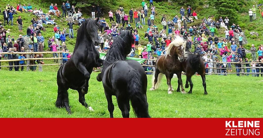 wo-die-wilden-hengste-wohnen wo-die-wilden-hengste-wohnen