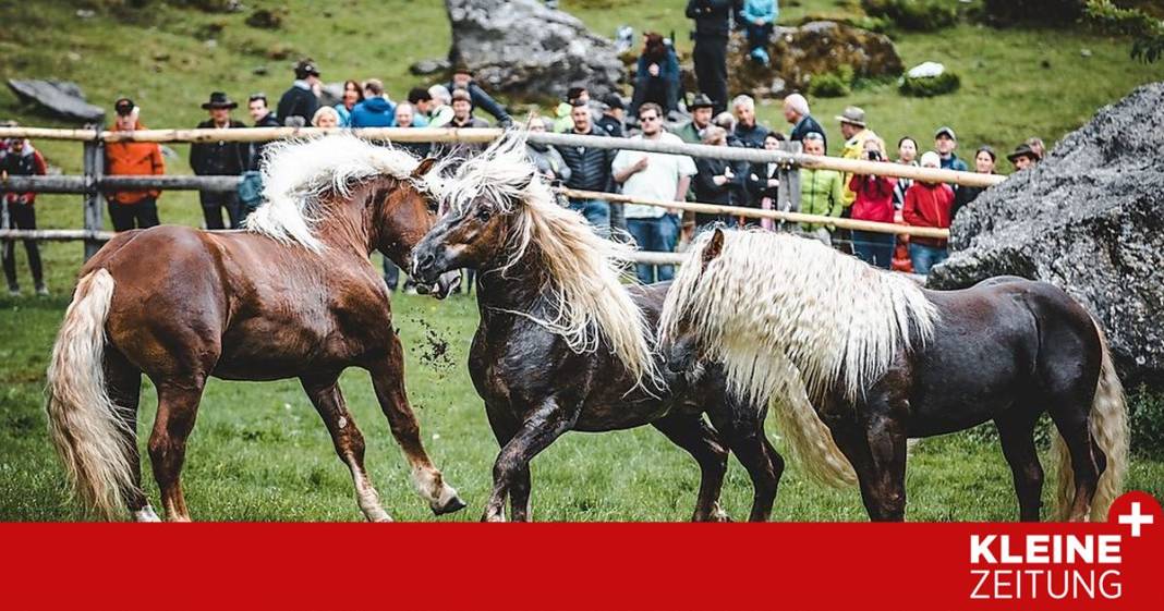 wo-die-wilden-hengste-wohnen