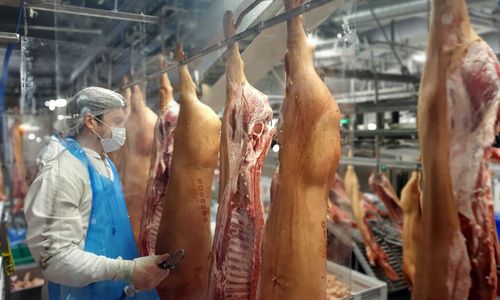 deutschland-verbietet-werkvertraege-in-der-fleischindustrie deutschland-verbietet-werkvertraege-in-der-fleischindustrie