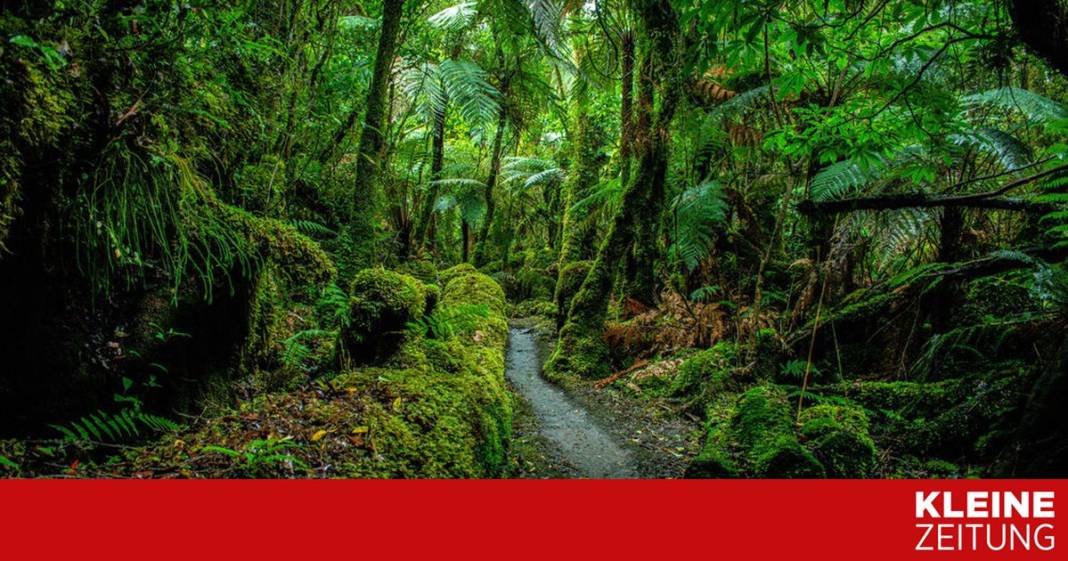 in-diesen-produkten-steckt-ein-stueck-regenwald in-diesen-produkten-steckt-ein-stueck-regenwald