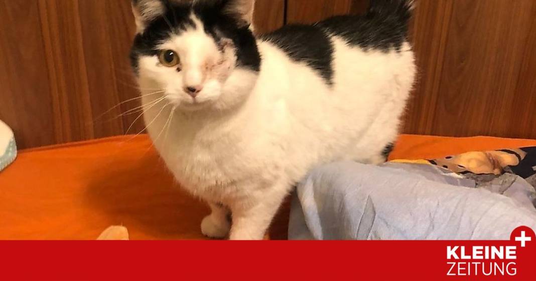 ist-gewalt-gegen-tiere-eine-vorstufe-zu-schlimmeren-taten? ist-gewalt-gegen-tiere-eine-vorstufe-zu-schlimmeren-taten?