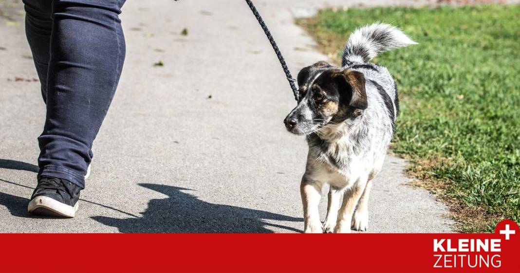 verbrennungsgefahr-fuer-hundepfoten