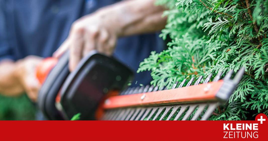 streit-um-eine-hecke:-wer-hat-das-recht-auf-seiner-seite? streit-um-eine-hecke:-wer-hat-das-recht-auf-seiner-seite?