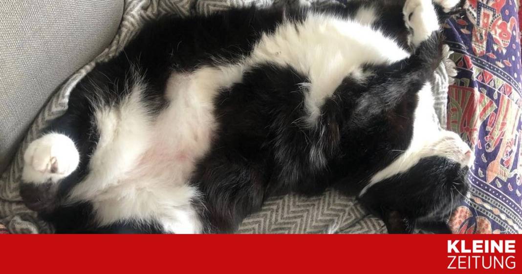 katze-des-britischen-aussenamtes-geht-in-pension katze-des-britischen-aussenamtes-geht-in-pension