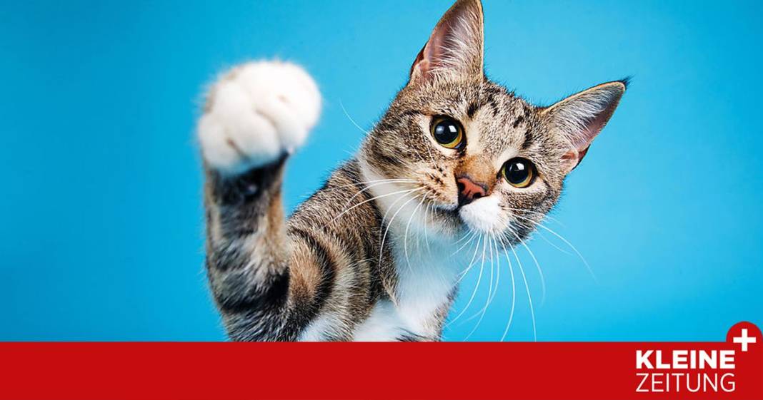 warum-sich-katzen-positiv-auf-unsere-gesundheit-auswirken-koennen
