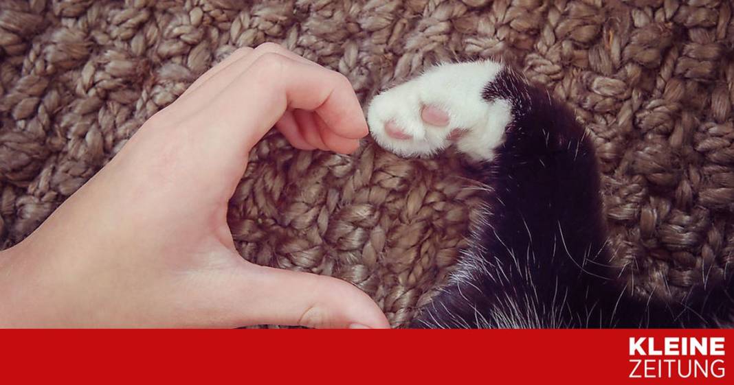 ist-der-besitzer-aus-dem-haus,-leiden-auch-katzen-–-zumindest-manche ist-der-besitzer-aus-dem-haus,-leiden-auch-katzen-–-zumindest-manche