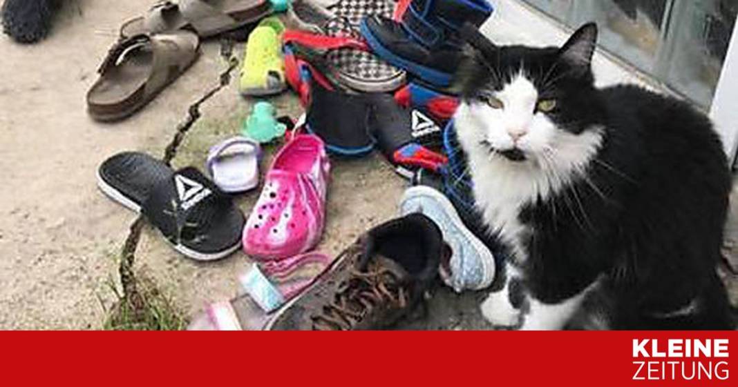 diebischer-kater-stiehlt-schuhe diebischer-kater-stiehlt-schuhe