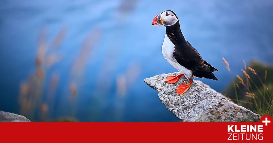 alleine-unter-schraegen-voegeln alleine-unter-schraegen-voegeln