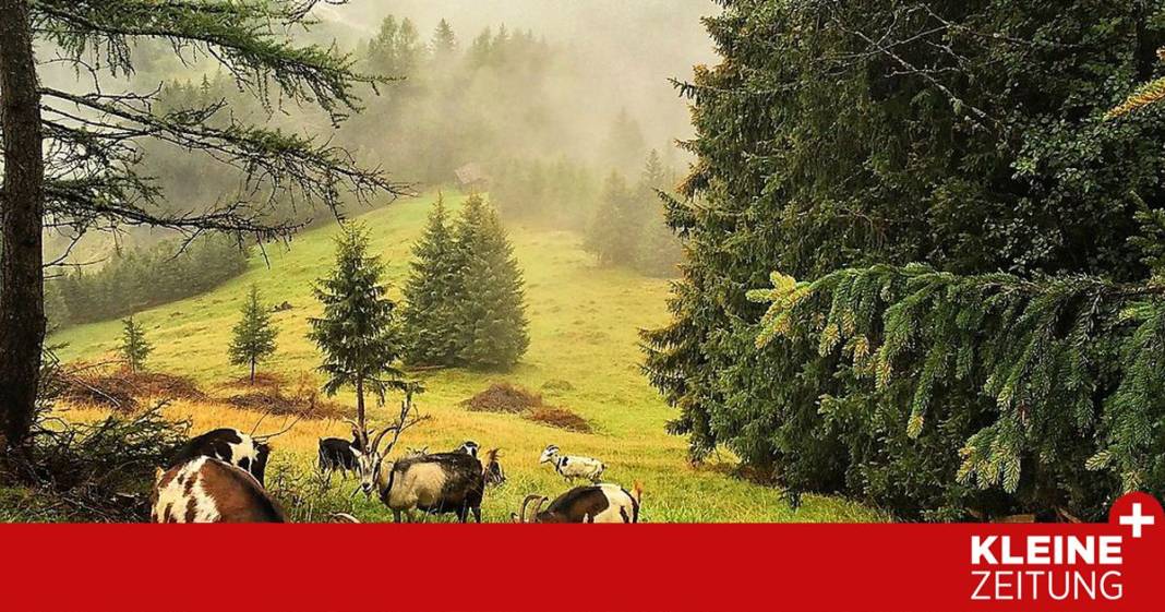 warum-man-beim-urlaub-auf-der-alm-auch-arbeiten-sollte