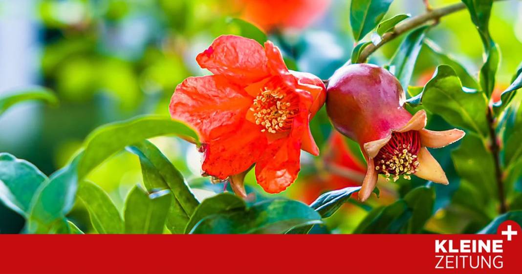 warum-jeder-ein-stueck-vom-garten-eden-haben-kann warum-jeder-ein-stueck-vom-garten-eden-haben-kann