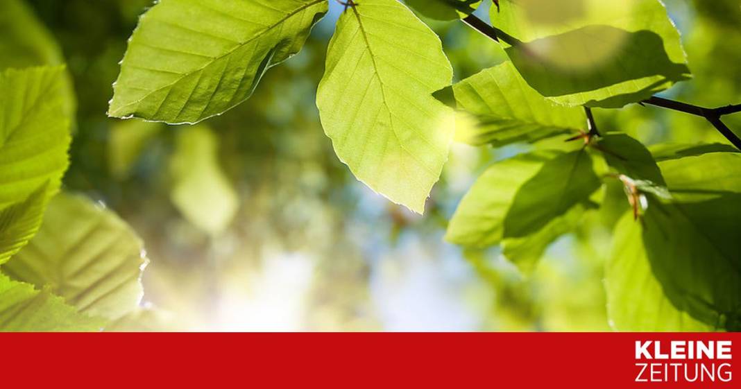 laubbaeume-sind-die-besseren-„klimaanlagen“ laubbaeume-sind-die-besseren-„klimaanlagen“