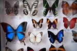 gut-praepariert-–-wie-sich-ein-wiener-insektenkunde-laden-haelt gut-praepariert-–-wie-sich-ein-wiener-insektenkunde-laden-haelt
