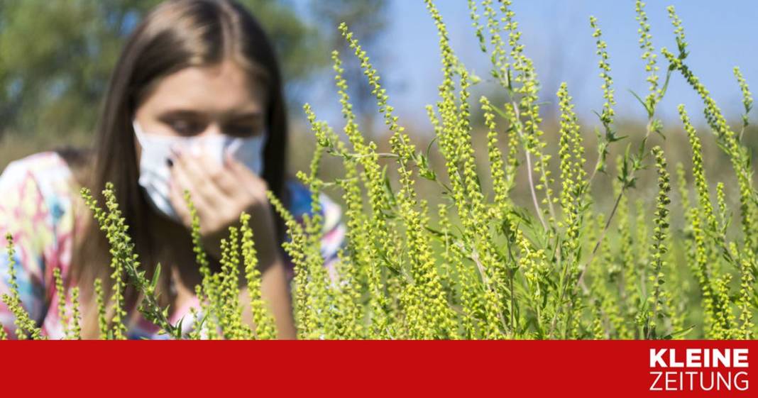 ragweed-bluete:-so-mindern-sie-allergische-beschwerden