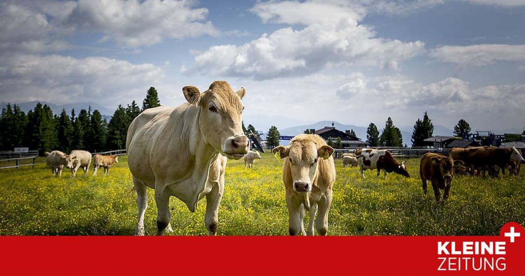 in-,,muuuhrau“-moechte-man-nicht-nur-kuh-sein in-,,muuuhrau“-moechte-man-nicht-nur-kuh-sein
