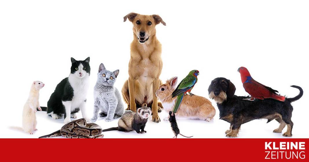 animal-hoarding:-ab-wann-tierliebe-krankhaft-wird animal-hoarding:-ab-wann-tierliebe-krankhaft-wird