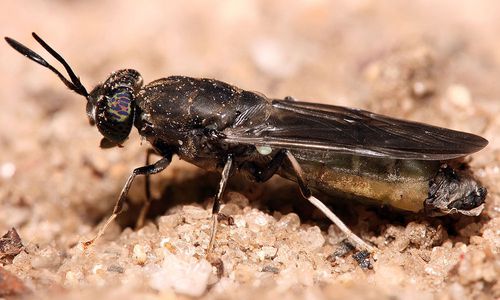 vivatis-und-ecofly-entwickeln-fischfutter-aus-insekten vivatis-und-ecofly-entwickeln-fischfutter-aus-insekten