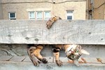 die-lustigsten-haustierfotos-des-jahres die-lustigsten-haustierfotos-des-jahres