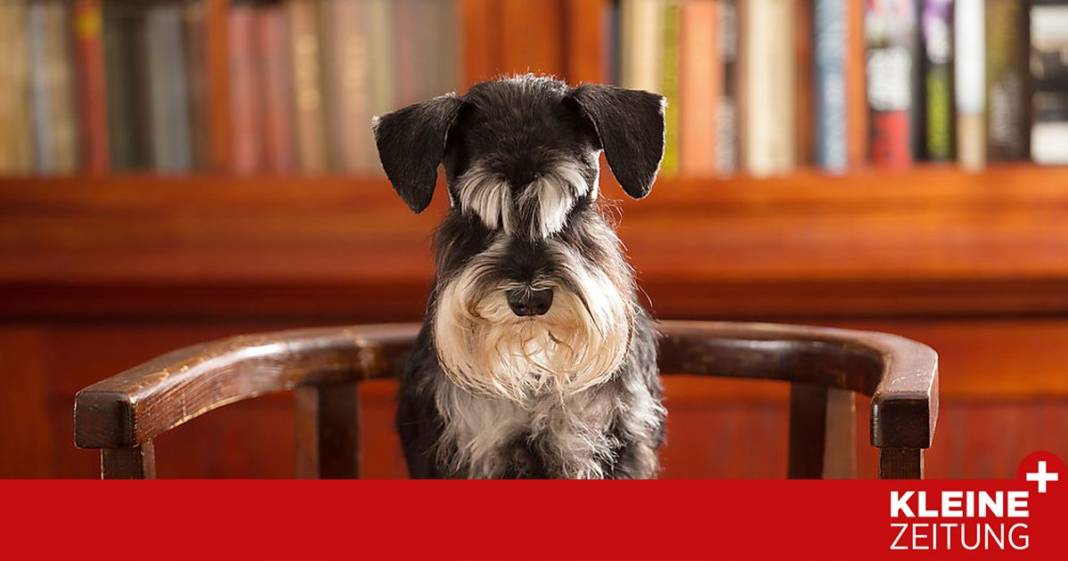 zum-welthundetag:-brauchen-tierbesitzer-eine-versicherung?