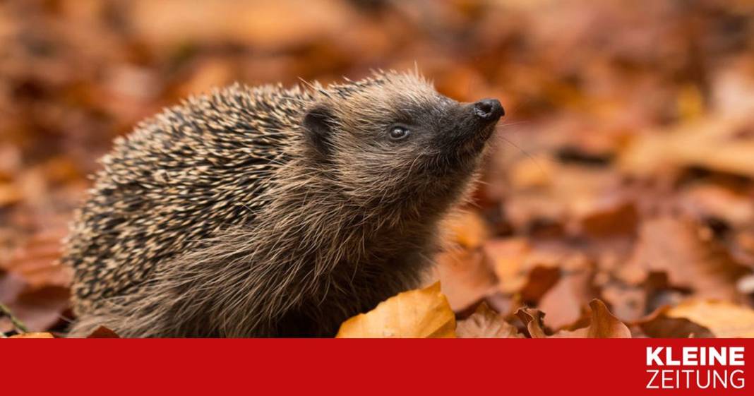 warum-ordnungswahn“-im-garten-schlecht-ist warum-ordnungswahn“-im-garten-schlecht-ist