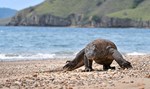 indonesien-plant-„jurassic-park“-der-komododrachen indonesien-plant-„jurassic-park“-der-komododrachen