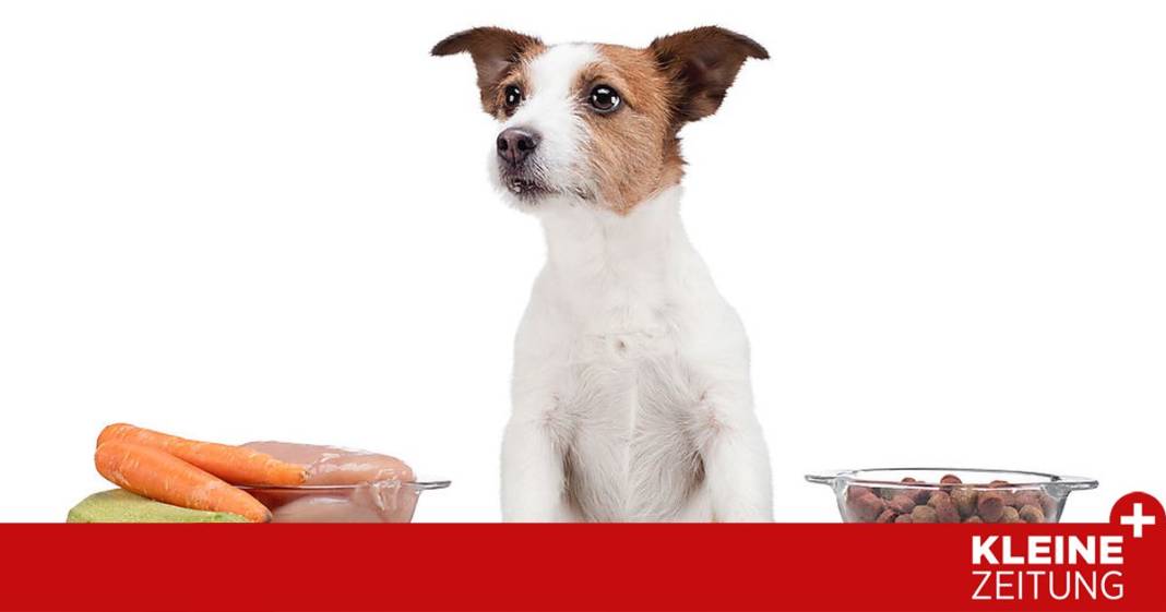 wie-gesund-ist-barfen-fuer-hunde-und-katzen? wie-gesund-ist-barfen-fuer-hunde-und-katzen?