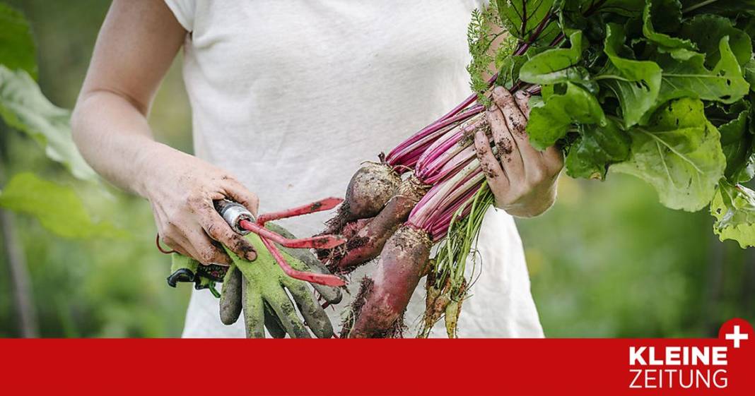 wie-beeinflusst-die-landwirtschaft-unser-mikrobiom? wie-beeinflusst-die-landwirtschaft-unser-mikrobiom?