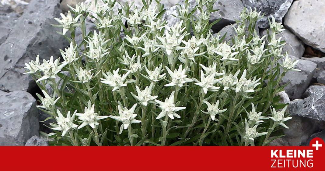 nationalfeiertag-in-der-natur:-diese-gewaechse-sind-echte-patrioten nationalfeiertag-in-der-natur:-diese-gewaechse-sind-echte-patrioten