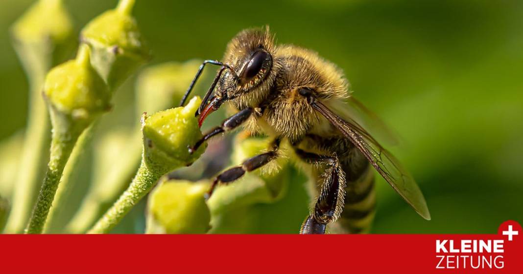 grabpflege,-die-neues-leben-bringt grabpflege,-die-neues-leben-bringt