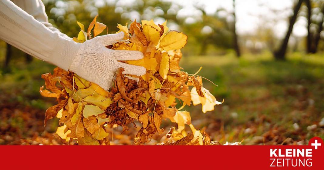 warum-laub-das-gold-der-gaertner-ist