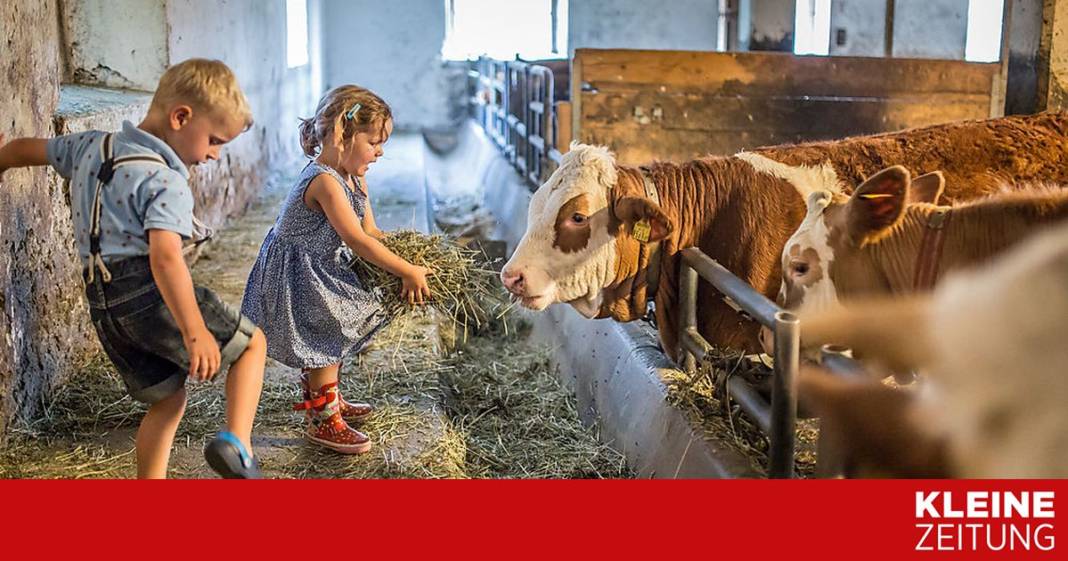 warum-bauernhof-kinder-gesuender-sind