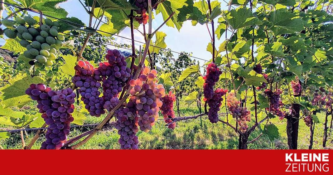 die-zeit-ist-reif-fuer-piwi-weine