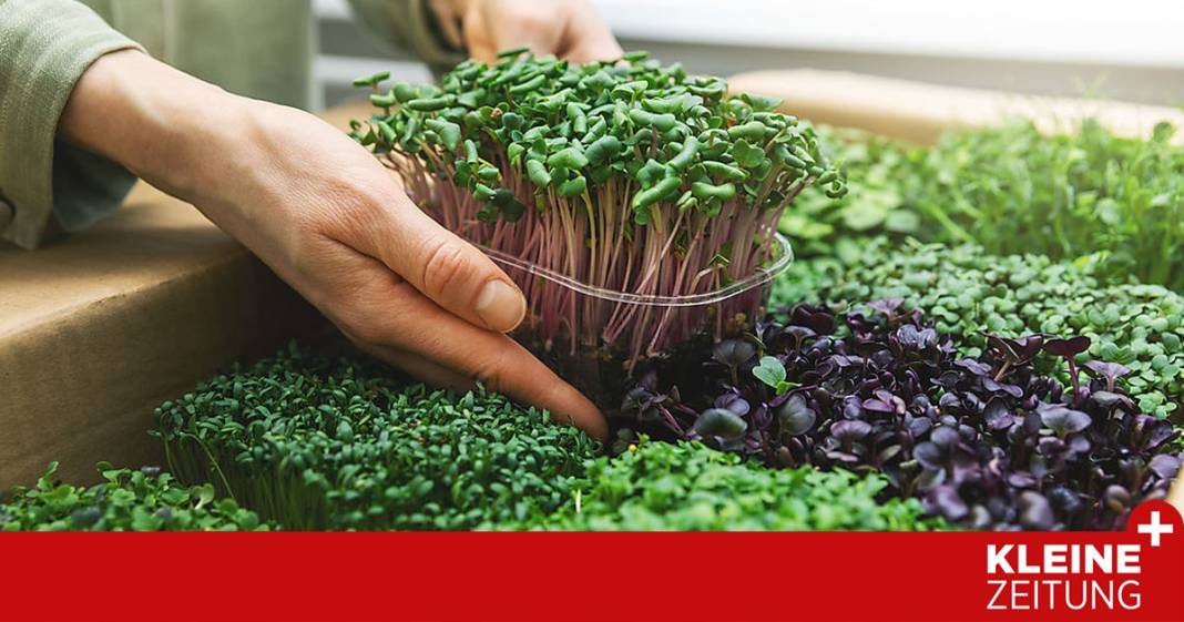 microgreens:-so-kann-man-auch-im-winter-vitamine-spriessen-lassen microgreens:-so-kann-man-auch-im-winter-vitamine-spriessen-lassen