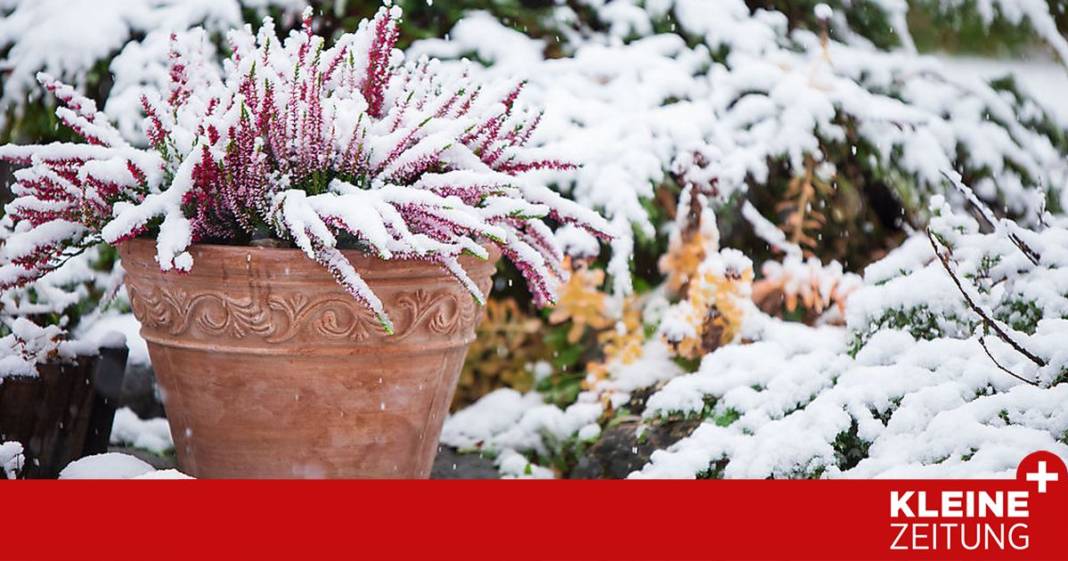so-bringt-man-kuebelpflanzen-durch-den-winter
