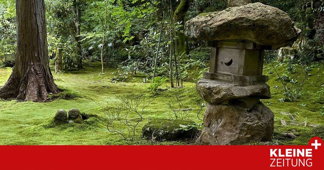 warum-moos-ganz-schoen-nuetzlich-sein-kann warum-moos-ganz-schoen-nuetzlich-sein-kann