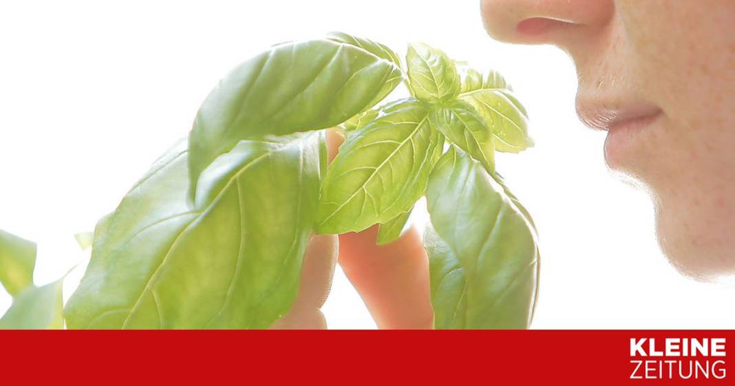 was-ein-leben-ohne-schmecken-und-riechen-bedeutet was-ein-leben-ohne-schmecken-und-riechen-bedeutet