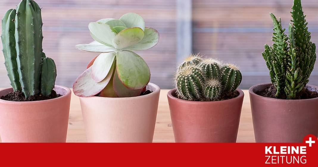 so-pflegt-man-miniblumenstoecke so-pflegt-man-miniblumenstoecke