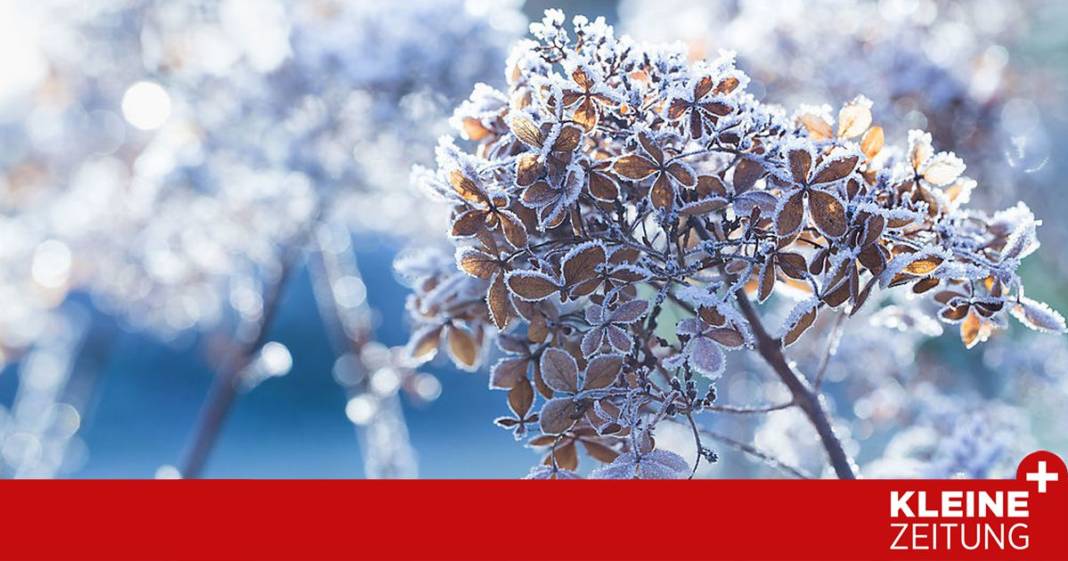 warum-das-abschneiden-der-stauden-im-herbst-,,schnee-von-gestern“-ist warum-das-abschneiden-der-stauden-im-herbst-,,schnee-von-gestern“-ist