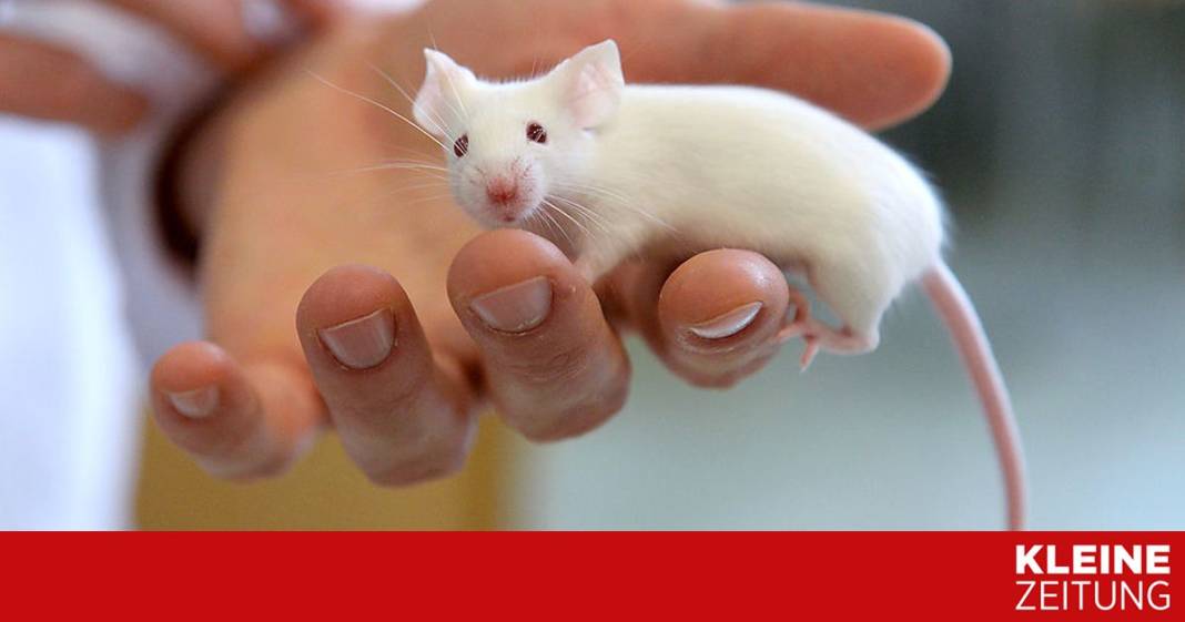 forscher-konnten-die-sehkraft-von-maeusen-wieder-herstellen forscher-konnten-die-sehkraft-von-maeusen-wieder-herstellen