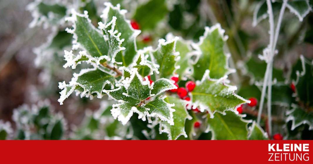 was-jetzt-im-garten-zu-tun-ist