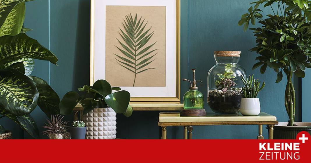 mit-diesen-hausmitteln-verwoehnt-man-seine-zimmerpflanzen