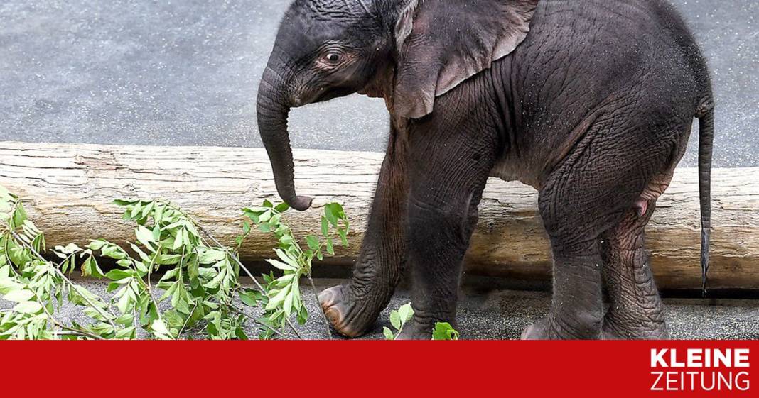 bei-bedarf-mehr-als-ein”babyelefant”:-abstaende-muessen-an-umgebung-angepasst-werden