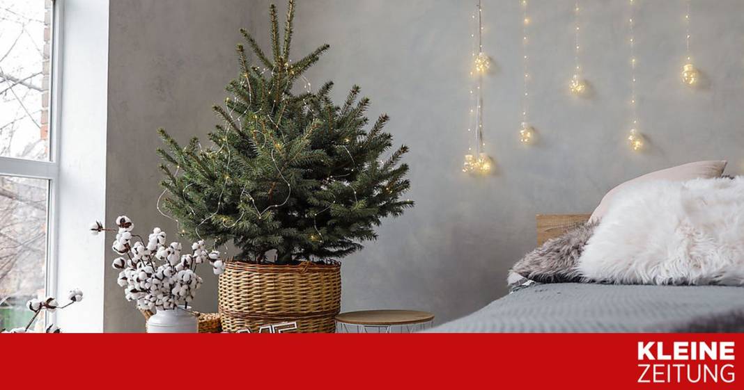 was-man-ueber-christbaeume-im-topf-wissen-muss