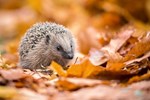 ein-igel-als-mitbewohner-fuer-den-winter ein-igel-als-mitbewohner-fuer-den-winter