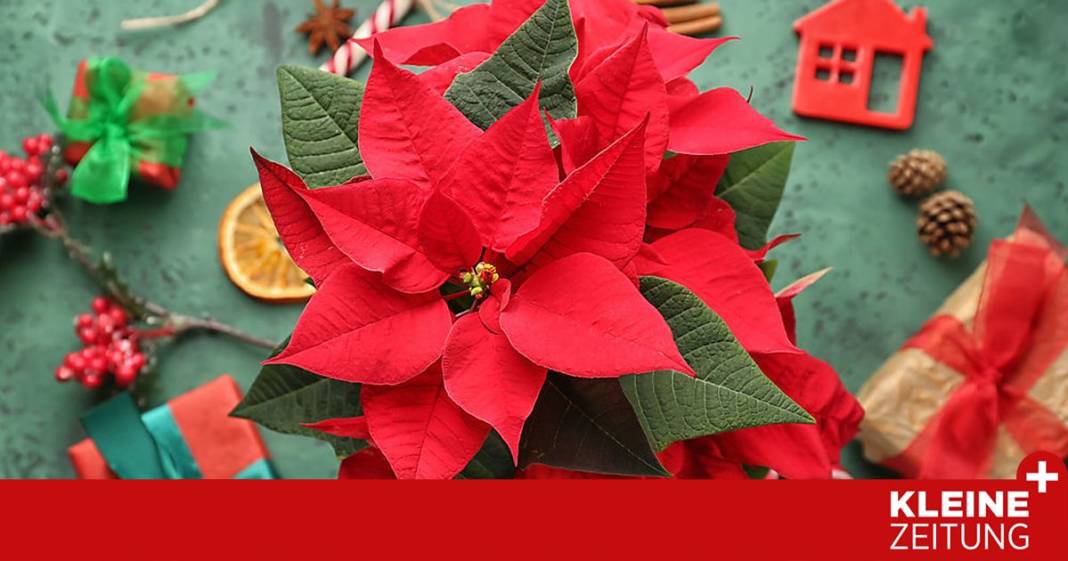 so-blueht-der-weihnachtsstern-bis-ostern