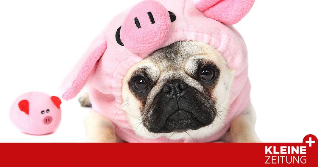 wie-wir-unseren-inneren-schweinehund-austricksen-koennen wie-wir-unseren-inneren-schweinehund-austricksen-koennen